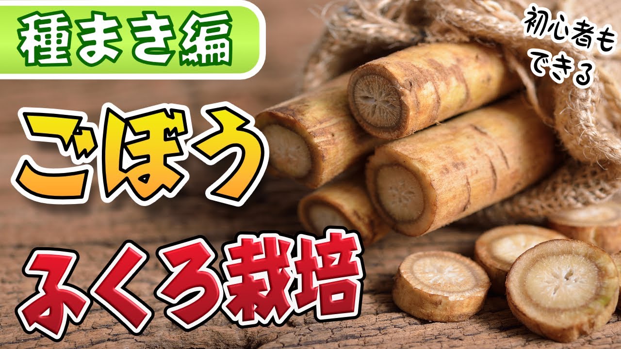 ごぼう栽培→初心者もできる簡単な方法【家庭菜園】【タネまき編】