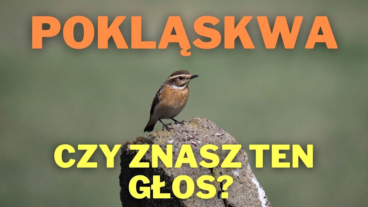 Pokląskwa śpiew. Czy znasz ten głos?