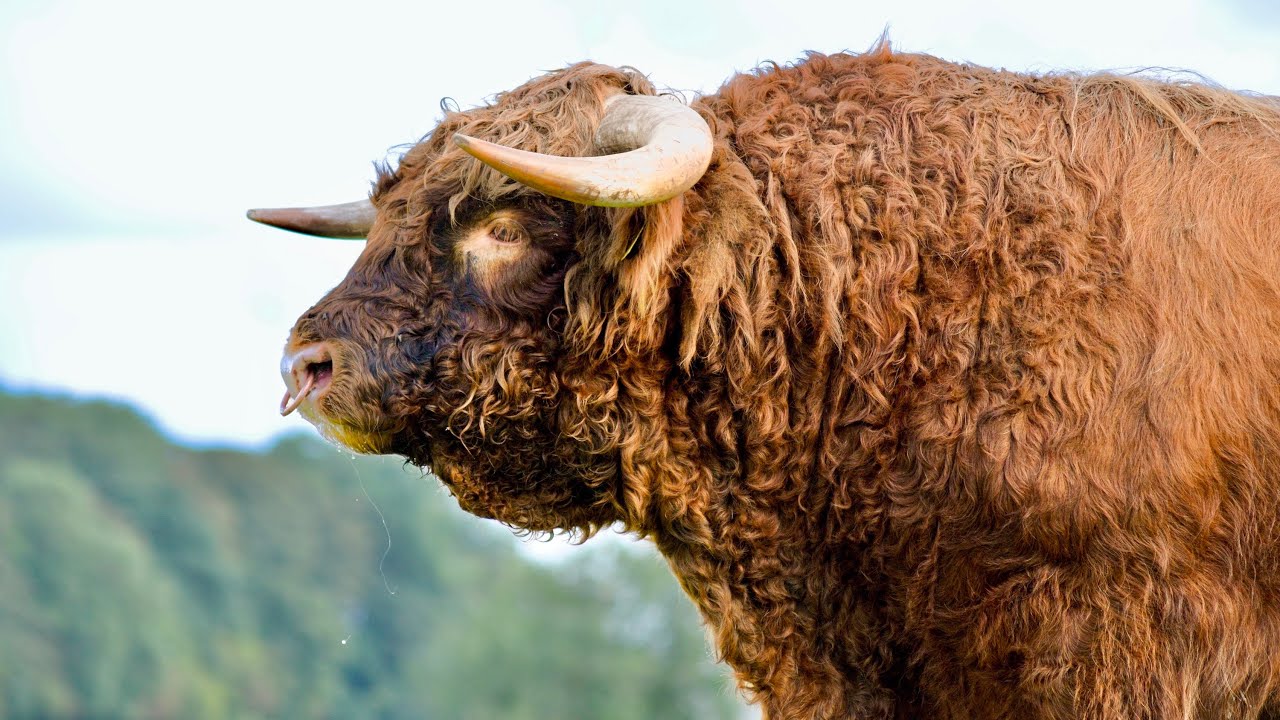 A MASSIVE HIGHLAND BULL HAS ARRIVED ON THE FARM!