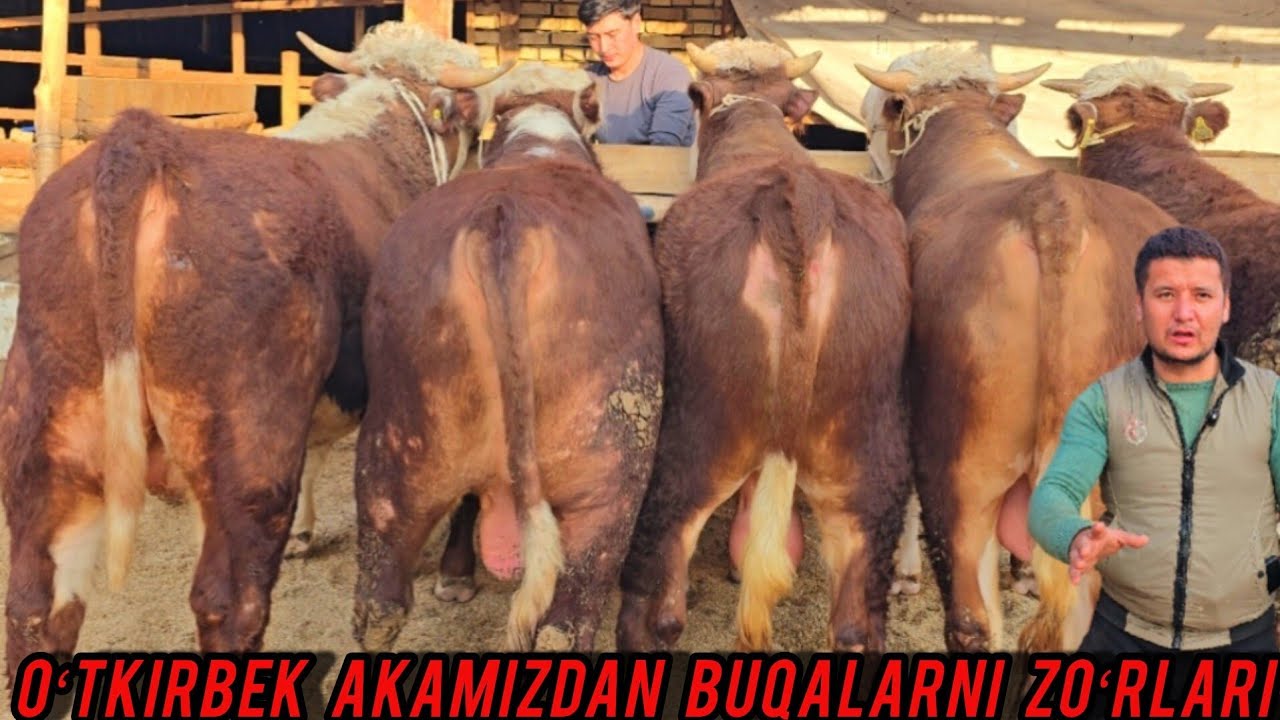 OʻTKIRBEK AKAMIZDAN BUQALARNI ZOʻRLARI NARHLARI JUDA ARZON 👍✅️