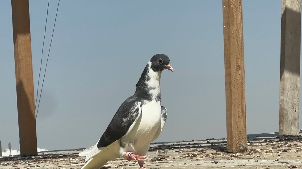 كارثه هاي 😭لكيت 3 طيور غربه🤩شتغلت الشكف❤️💚🤎❤️