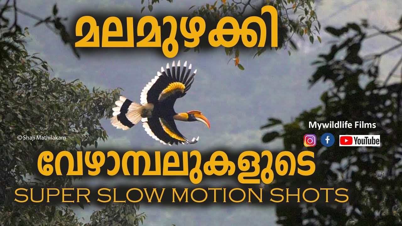 Great Indian Hornbill Super Slow Motion Shots 180 FPS I Nelliyampathy Wildlife Photography I Kerala