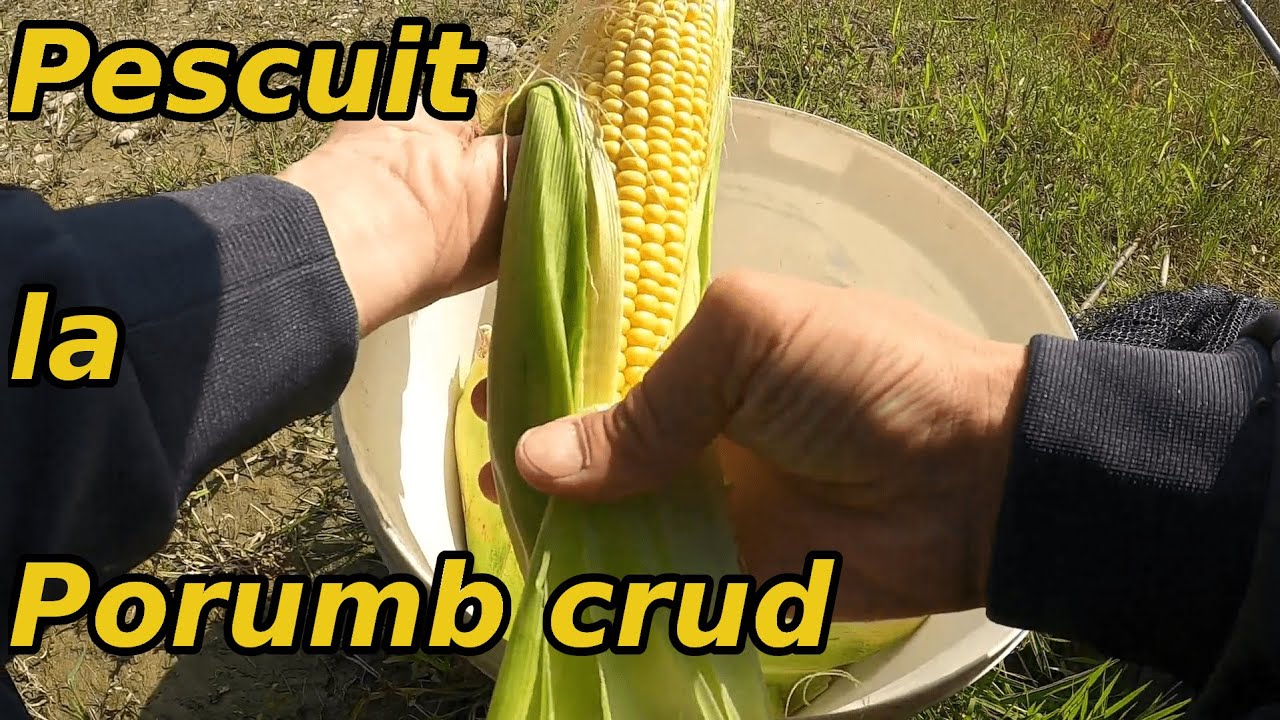 Am Pescuit la Porumb Crud pe Siret și am Prins Clean și Scobar