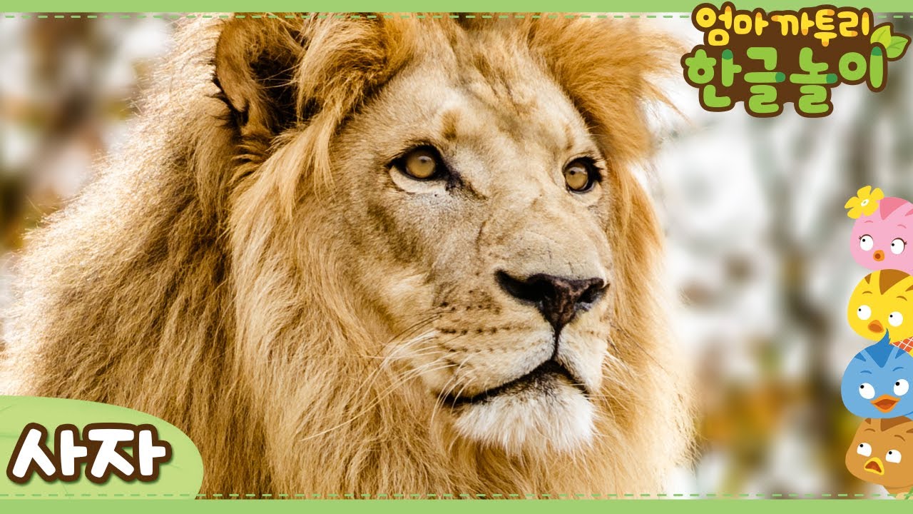 [엄마 까투리 한글놀이] 동물의 왕, 사자편 🦁| 자연관찰 | 동물도감