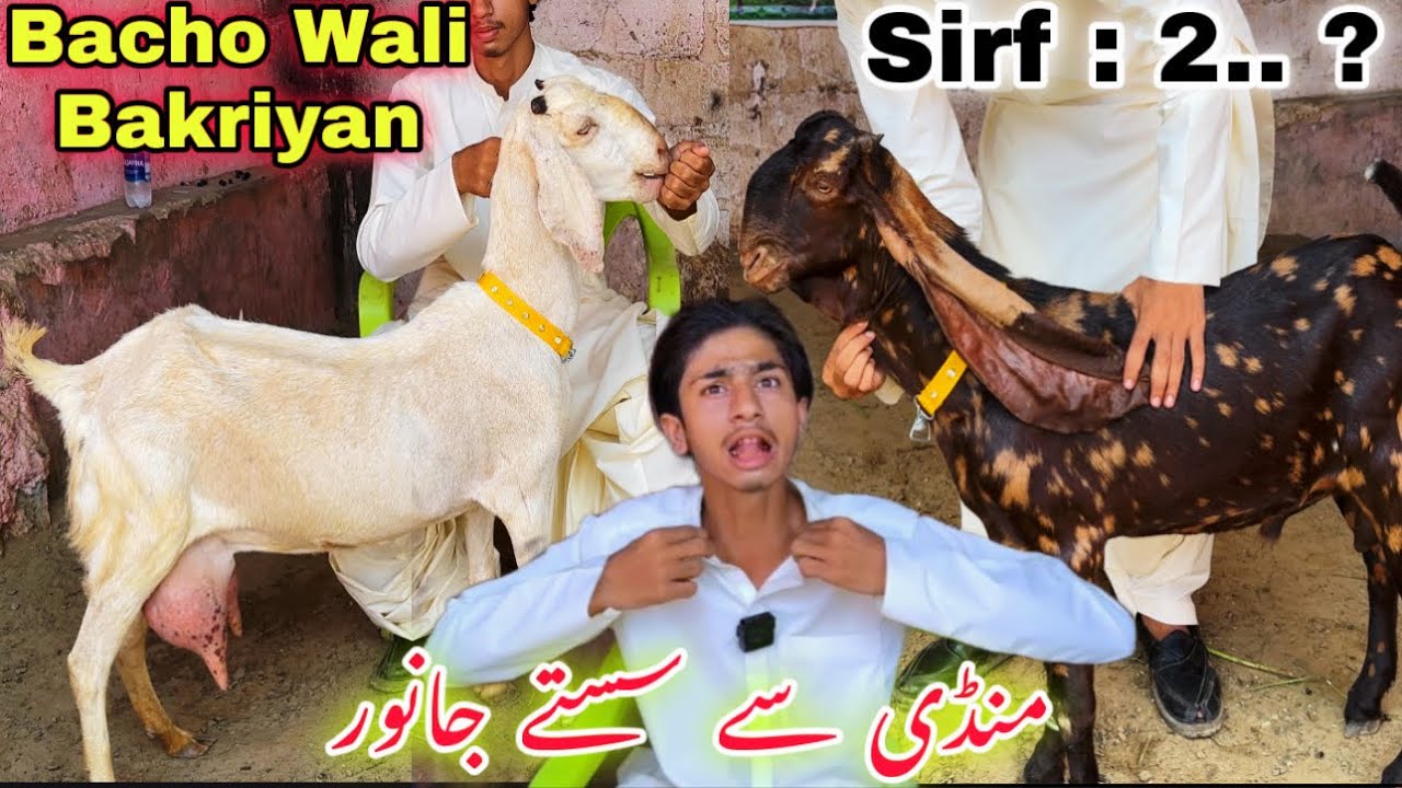 Lalukhet Bakra Mandi 😍 | Se Bhe Sasti Bakra Mandi | Bacho Wali Bakriyan | Orangi Town Bakra Mandi 