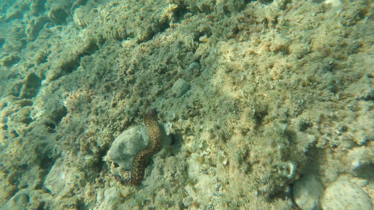 Free diving Syracuse, Sicily, scuba filters Red and Magenta 4K GoPro4 Black