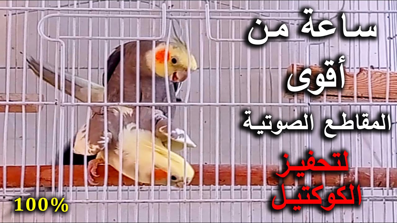 ساعة من أقوى مقاطع صوتية لتحفيز الكوكتيل على التزاوج والانتاج