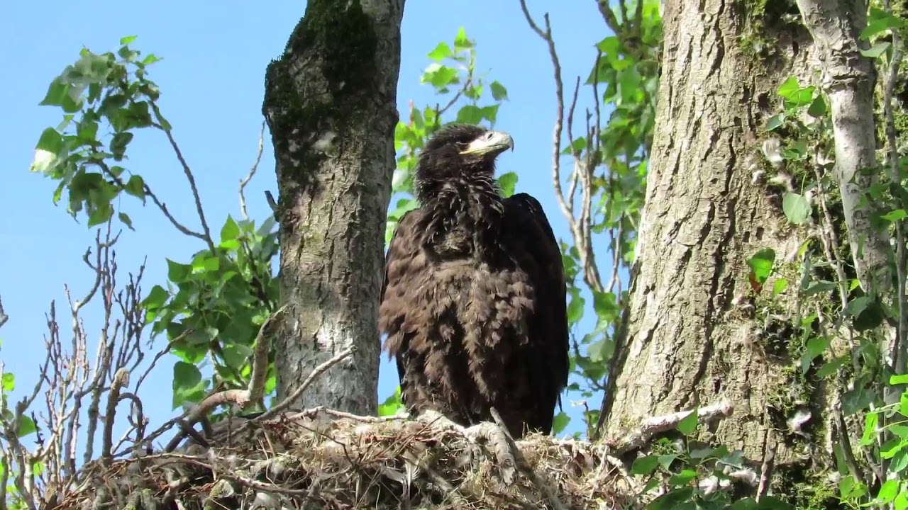 Baby bald eagle calls out for food