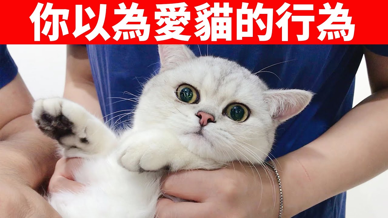 這些你以為愛貓的行為，實際上會傷害它！看看你犯錯了嗎？【養貓必看EP37】