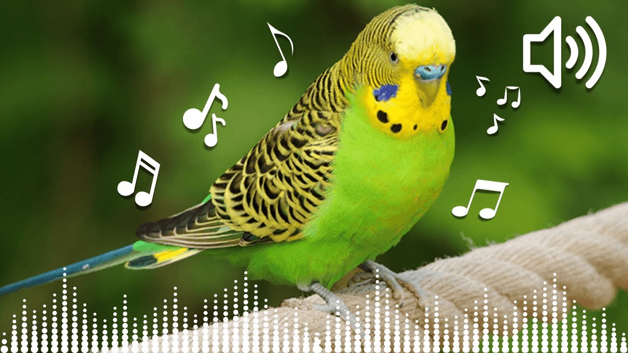 10 HORAS CANTO de PERIQUITO AUSTRALIANO | Naturaleza | SONIDOS de PERIQUITO