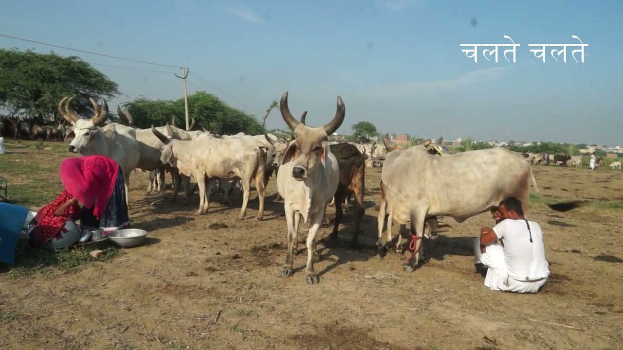 घुम्मकड़ कांकरेज लेने से पहले 4 बातों का ध्यान जरूर रखे  |  Kankrej Breed  |  Rabbari  | Kankrej Cows