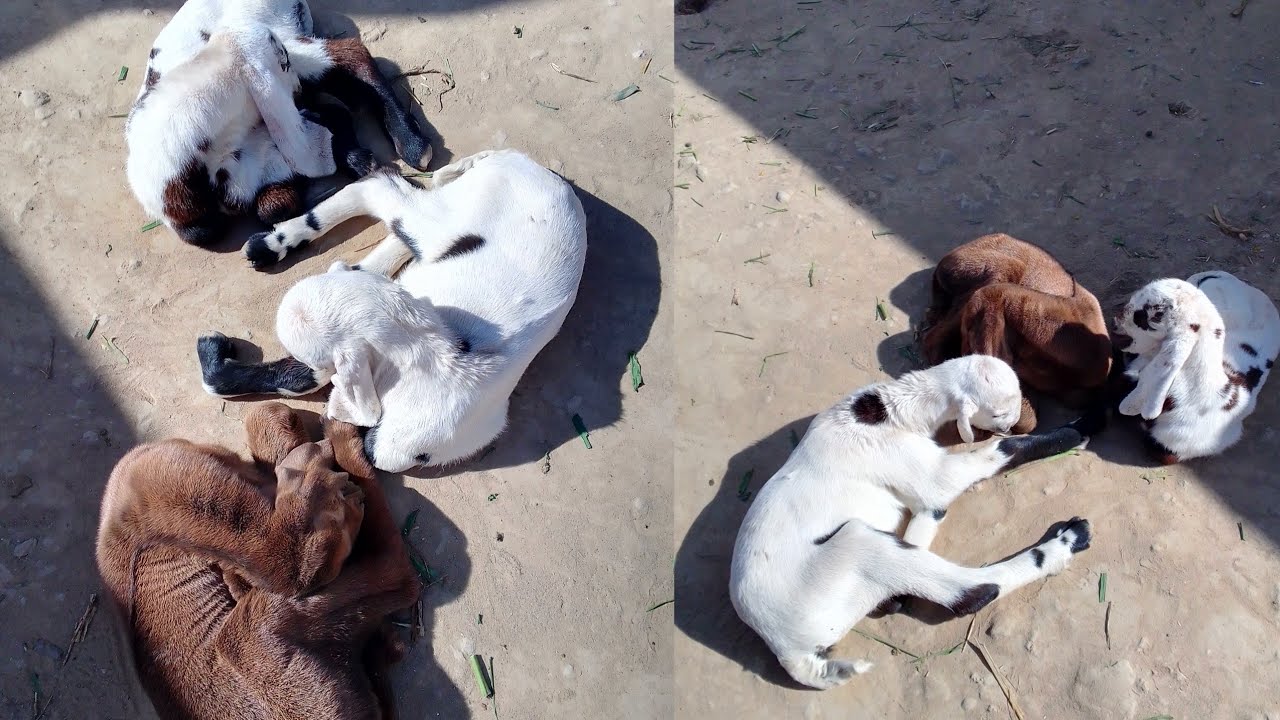 Hamaray aik din k bakri k bachay aik sath  dhoop per bethay hn | Malik house garden 
