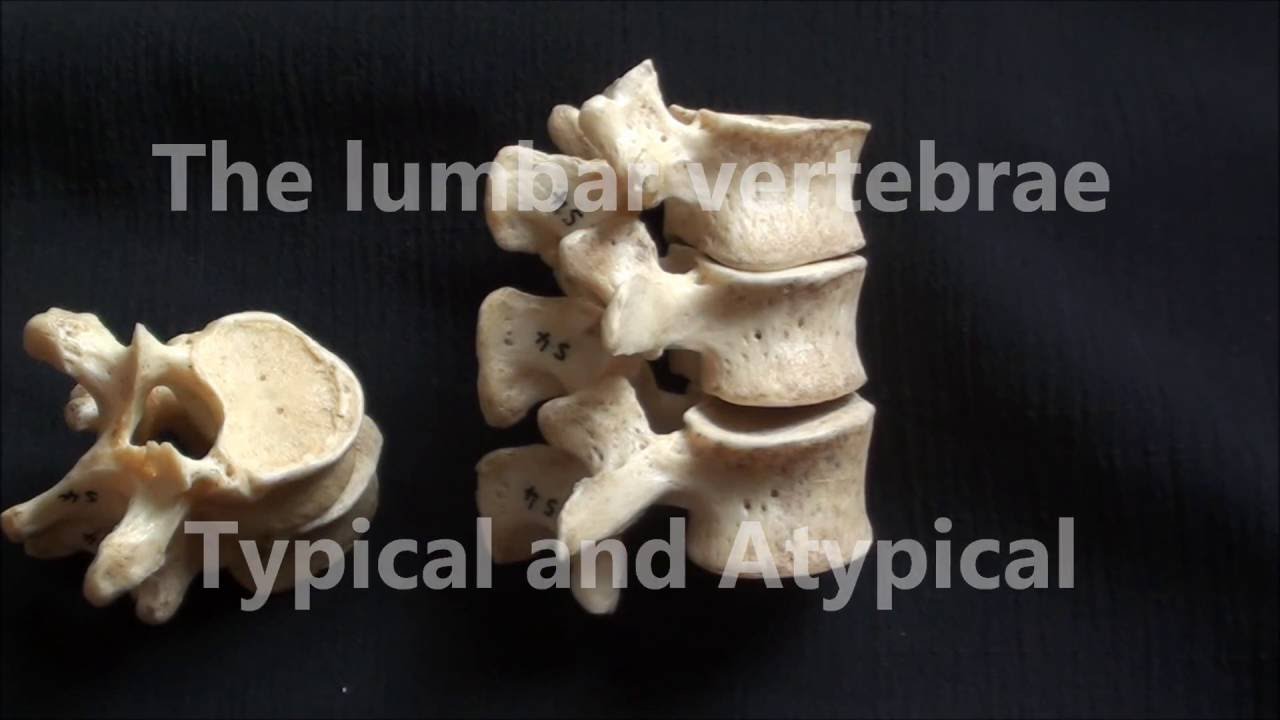 Human Anatomy Videos: Lumbar vertebrae - typical and atypical