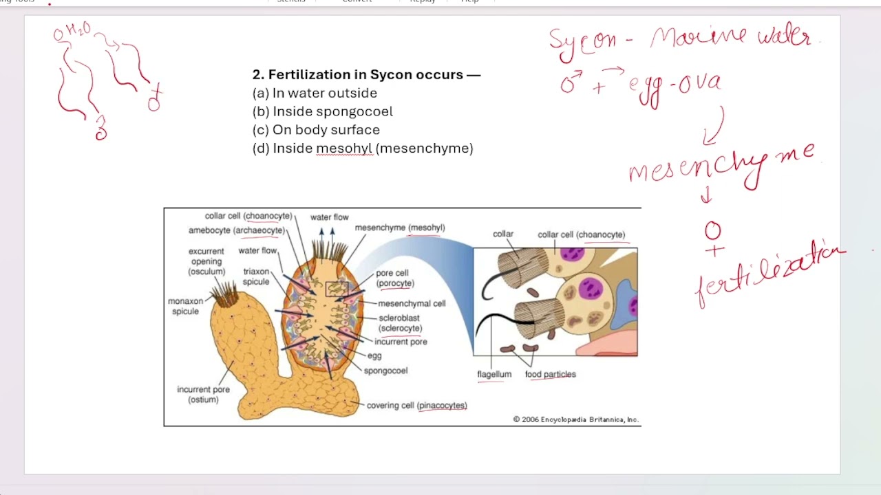 Daily PYQ Session – Porifera | UP TGT / PGT Zoology Previous Year Questions | Concept + Explanation