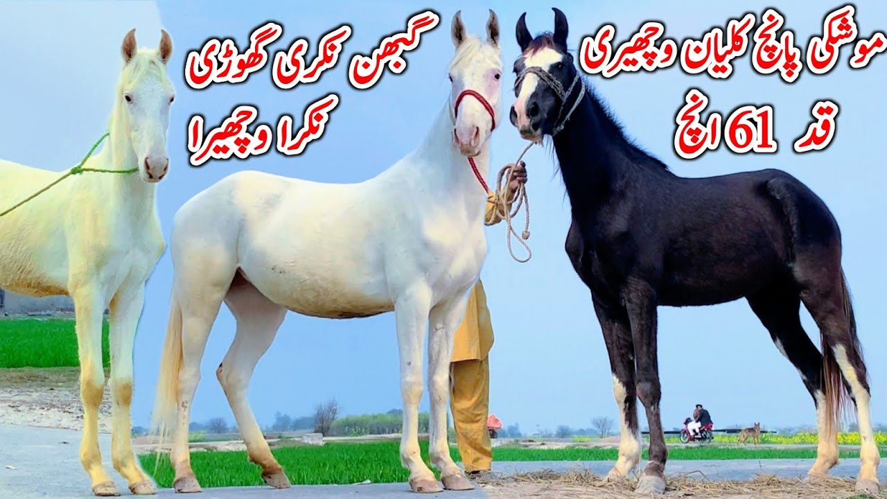 Mushki Panch Kalyan Wacheri For Sale | Gabhan Nukri Ghori | Horse For Sale In Pakistan 