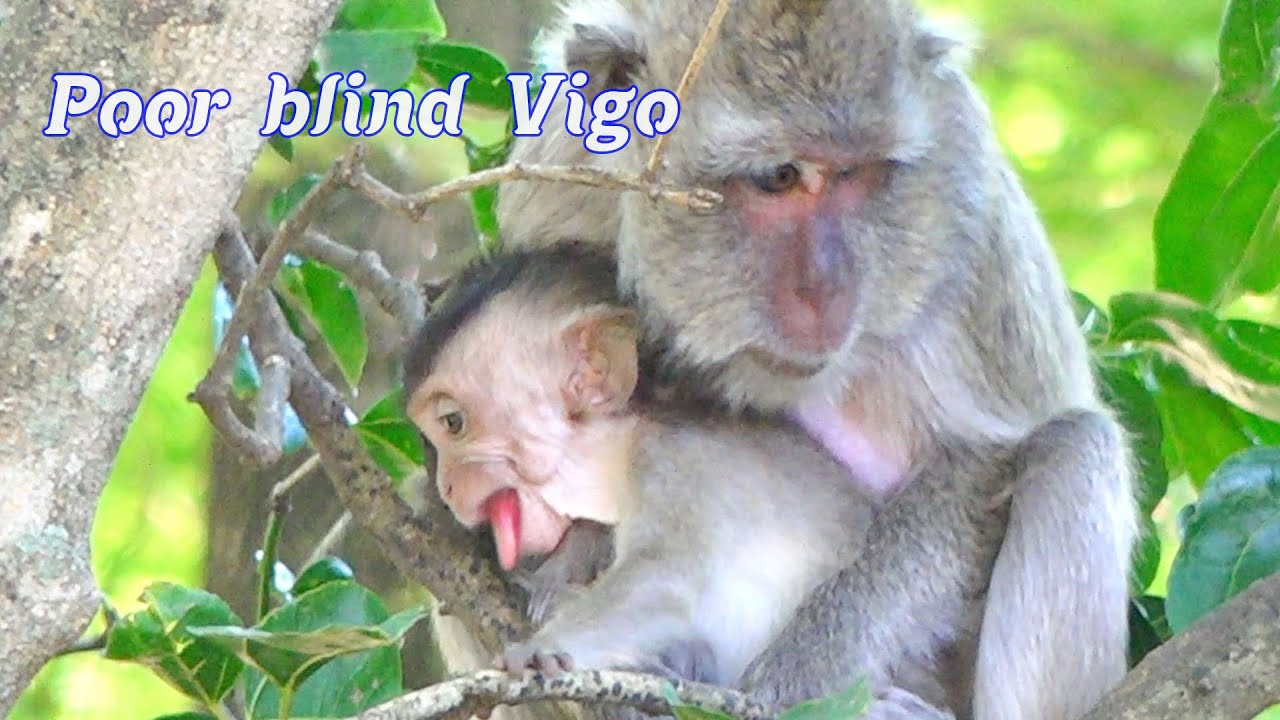 Poor blind monkey family ! Mom Vegas care about her baby Vigo