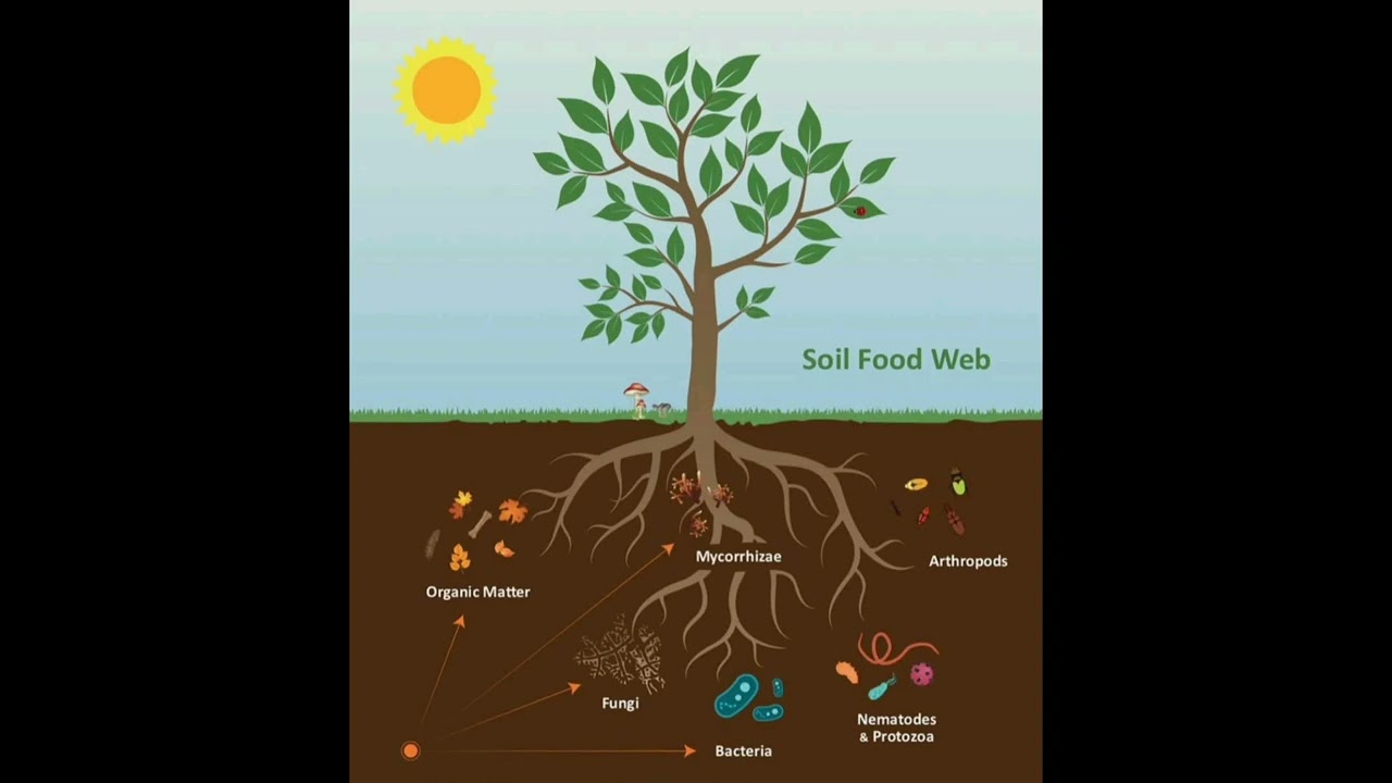 The Soil Food Web: A Guide to Healthy Ecosystems