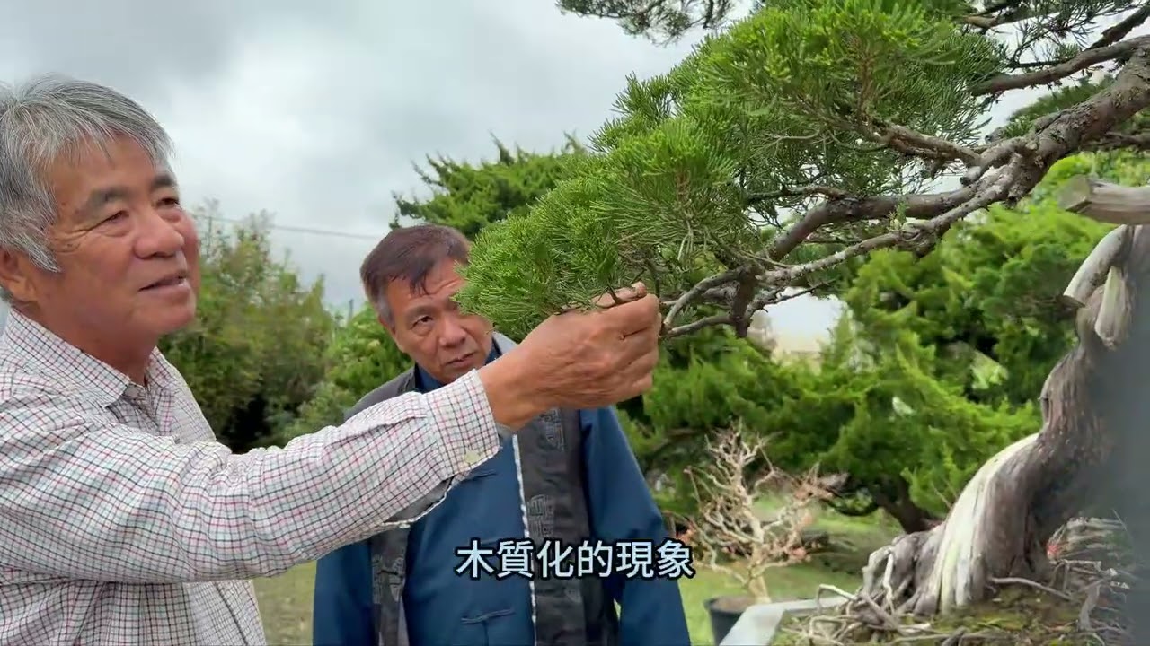 李明財大師，評審委員會創會理事長，如何將庭園真柏創造出順化的枝幹美學，技術公布！#李明財老師專訪EP01#林慶祥盆景藝術創作教學#Bonsai