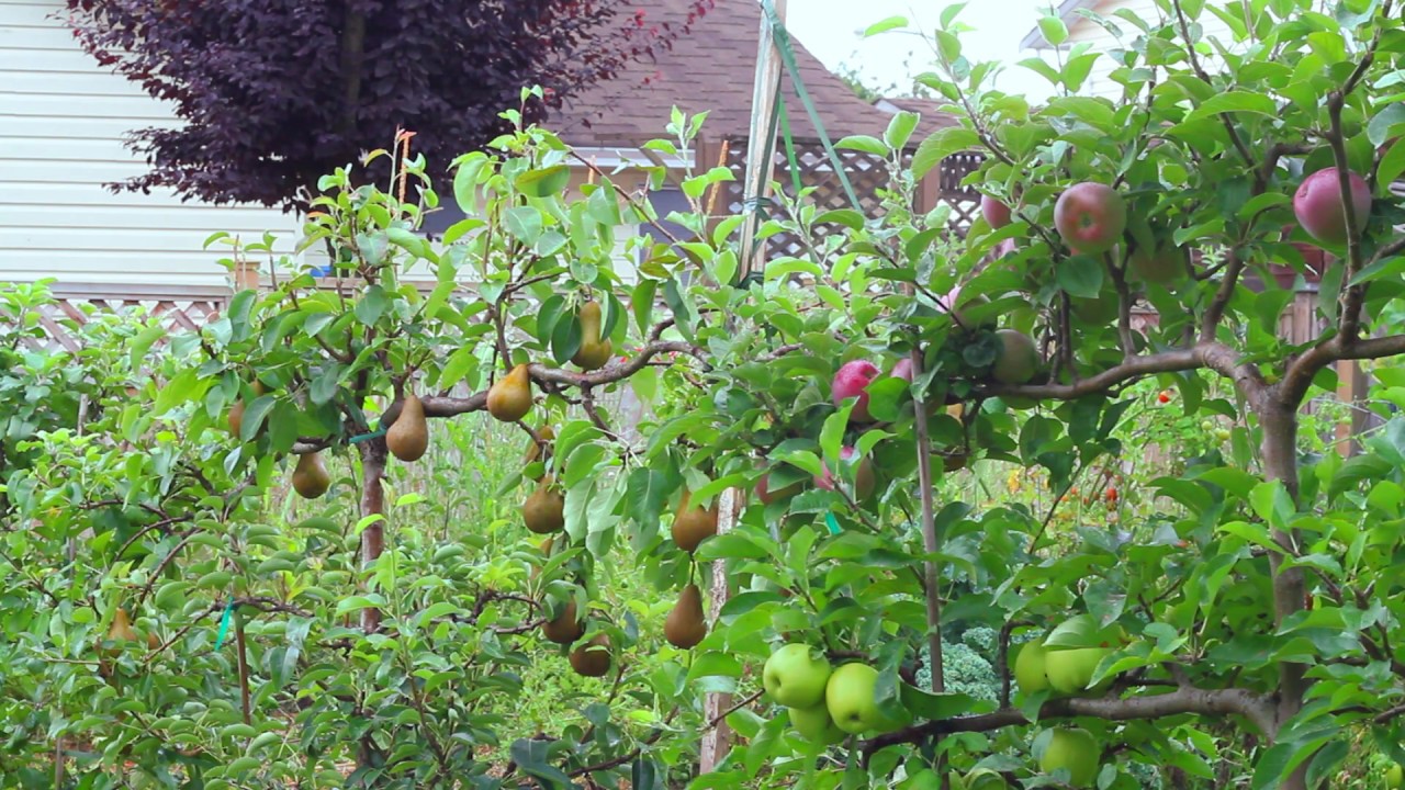 Tips to Espalier Pears