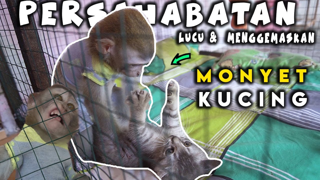 Persahabatan lucu anak monyet jinak dan anak kucing persia || monyet ipin