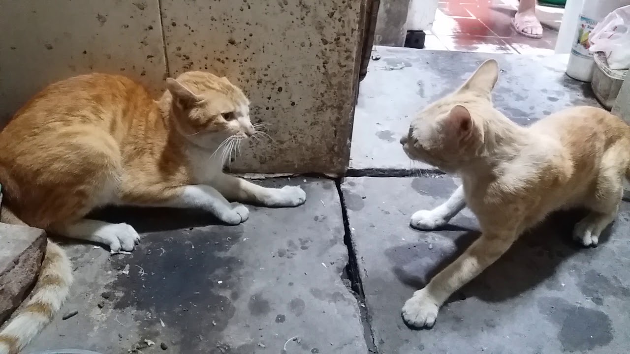 Mèo đánh nhau
