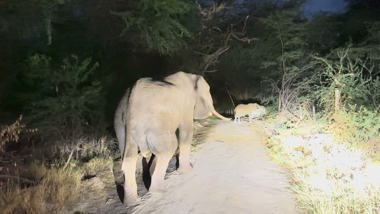 Giant Elephant Walks Beside Us — Taller Than the Car! 🐘🚙