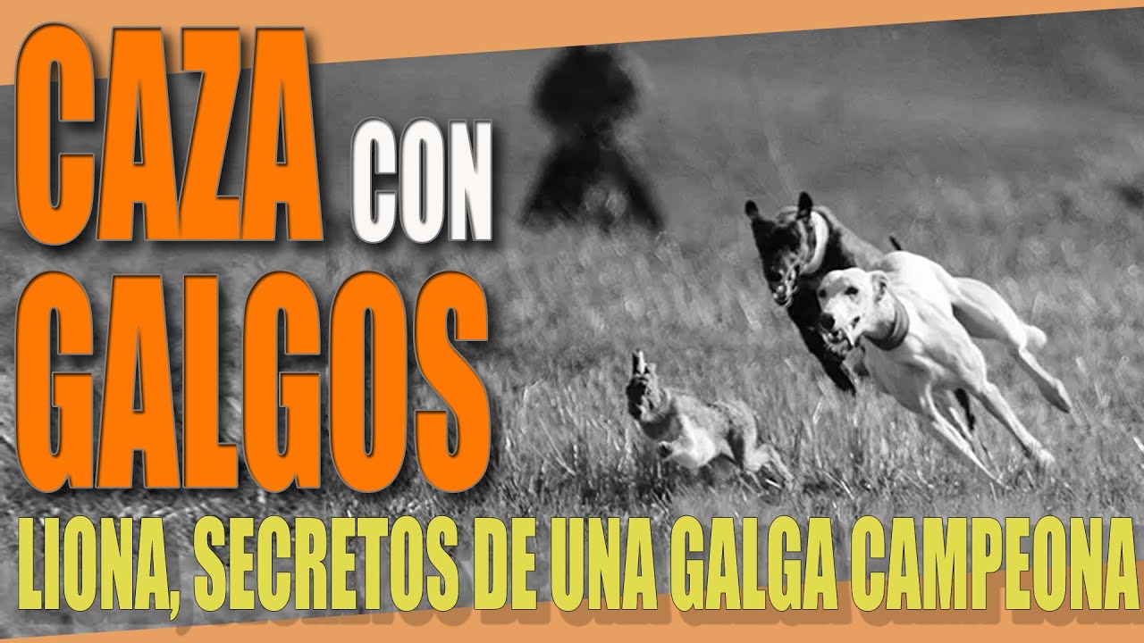 LIONA SEGRETOS DE UNA GALGA CAMPEONA