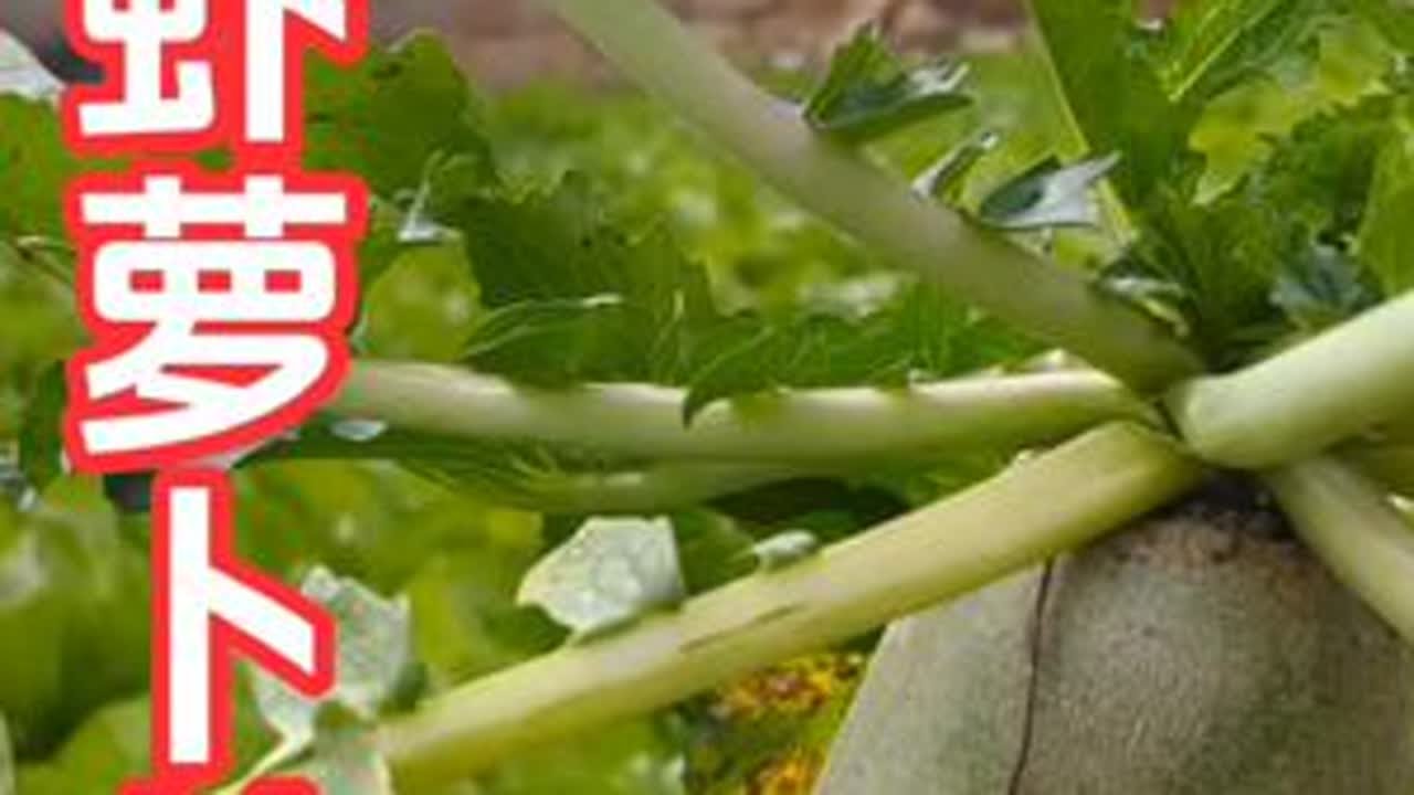 突然的降温，记得添衣保暖#自家菜园的新鲜蔬菜