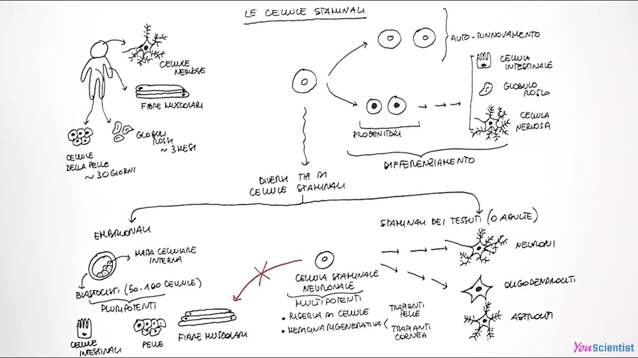 Le cellule staminali