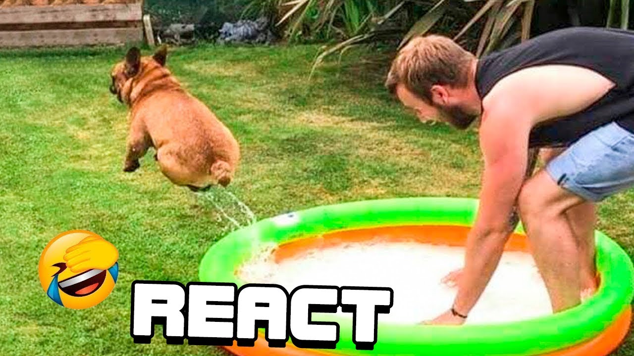 React: Die lustigsten Katzen und Hunde Videos - Beste lustige Tiervideos 2022