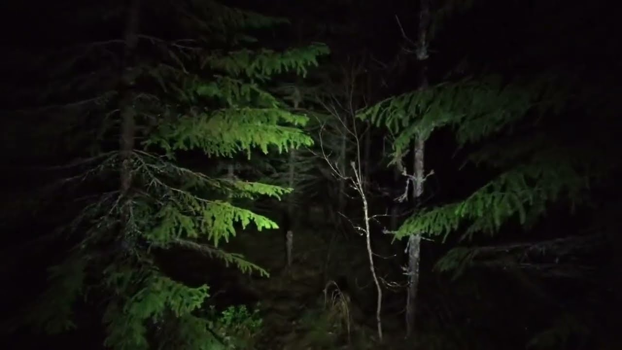 Very dense forest with no trail