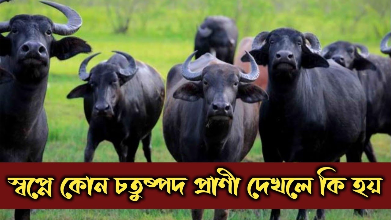 স্বপ্নে কোন চতুষ্পদ প্রাণী দেখলে কি হয় | স্বপ্নের ব্যাখ্যা | shopner bekkha |