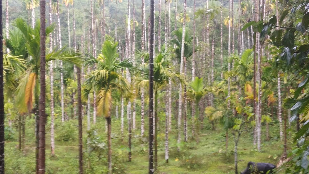 Arecanut Yellow Disease Free Plant Project