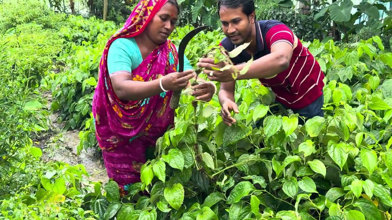 চুইঝাল চাষ করে লাখ টাকা বিক্রি ৬মাসে 