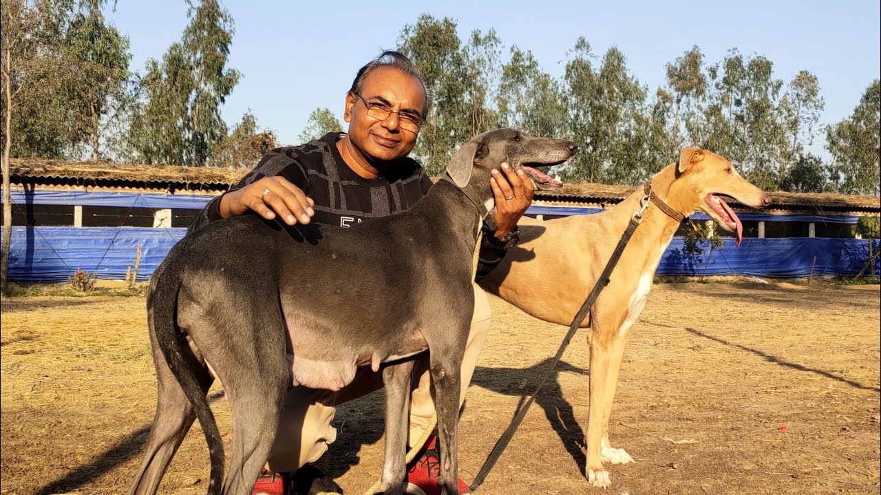 Rampur Hound - The Royal Dog @petslovers670