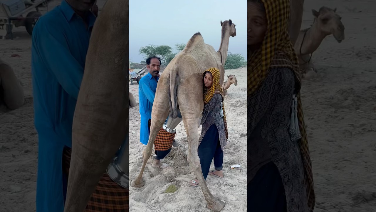 Camels milk #traditional #villagelife #food camels video