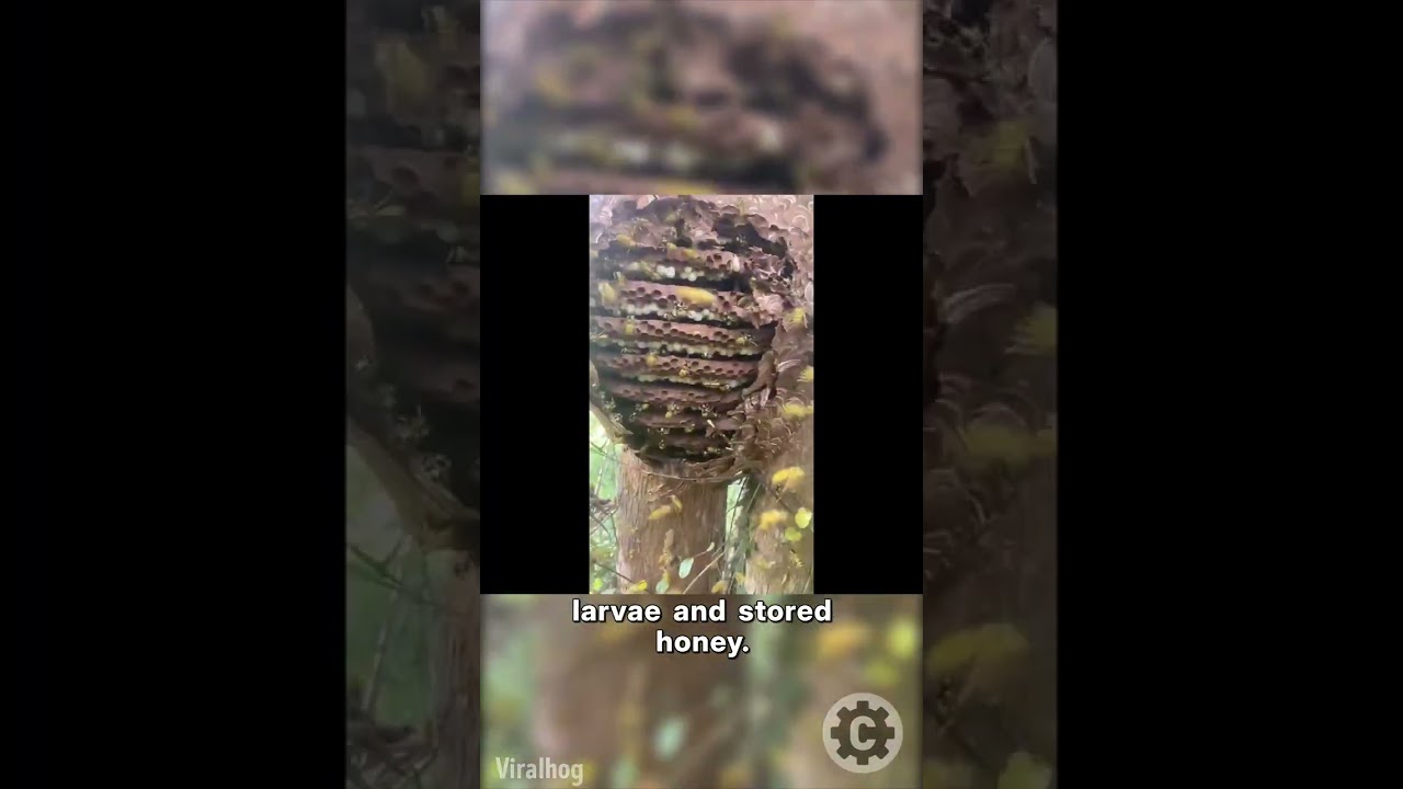 Harvesting Honey From a Massive Hornet Nest 🐝