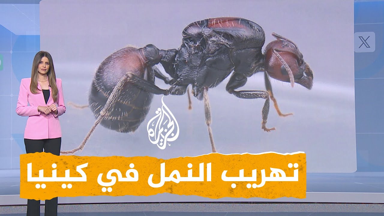 شبكات | تهريب النمل.. قضية تاريخية في كينيا بطلها شابان بلجيكيان