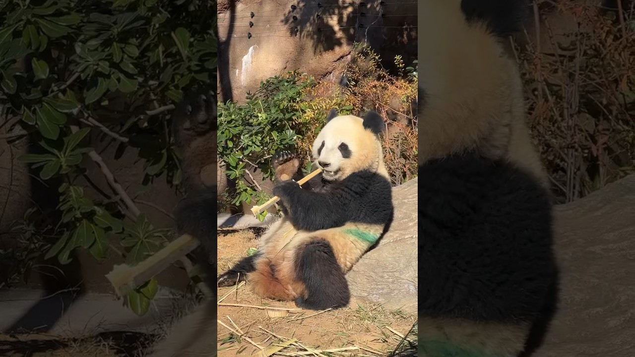 Giant Panda at Ueno zoo, Tokyo, Japan.