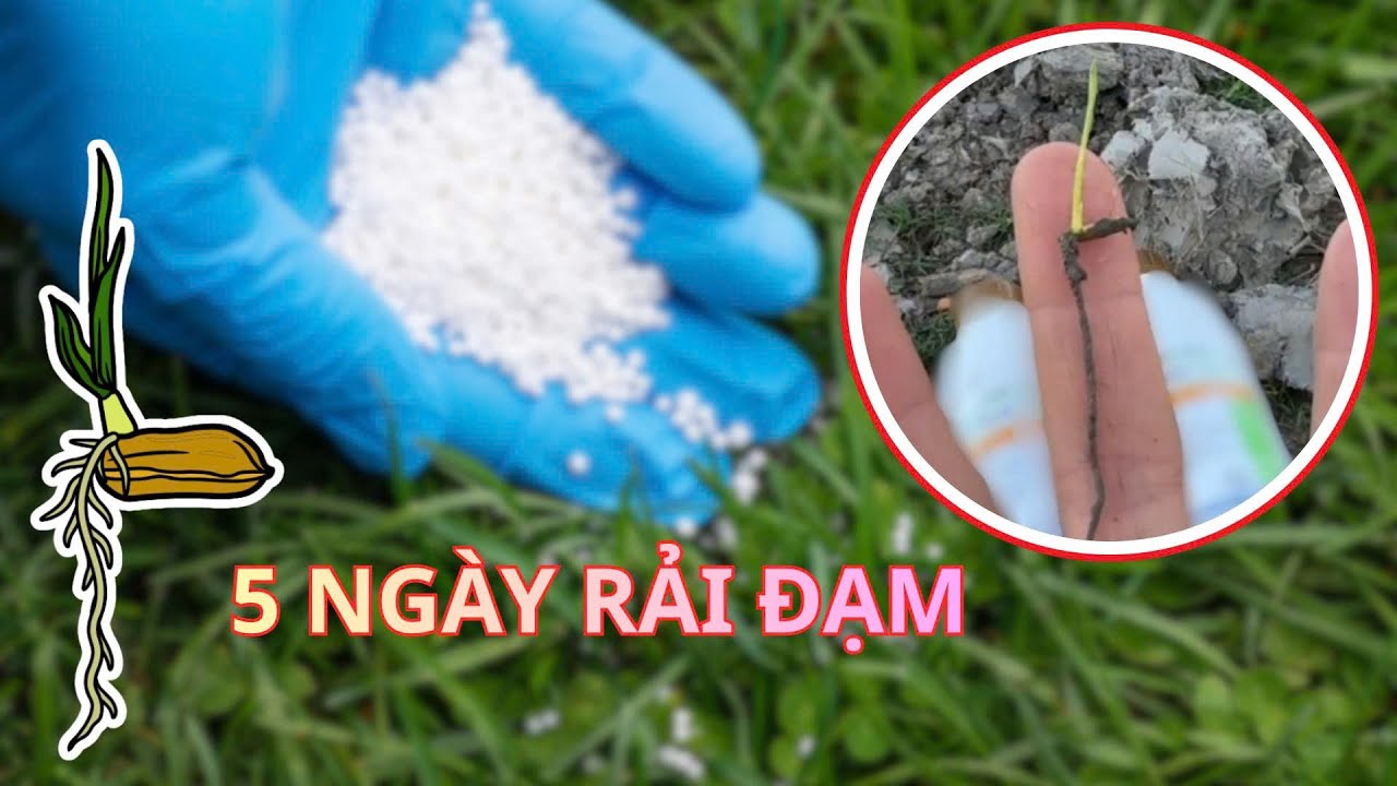 CNN || NÊN HAY KHÔNG NÊN RẢI ĐẠM ĐẦU VỤ? - CÂY LÚA MỚI 5 NGÀY TUỔI!