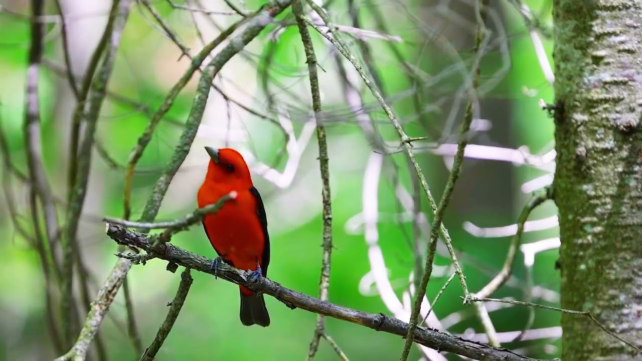 chick-burr song from Scarlet Tanager (Piranga olivacea) -- WFC