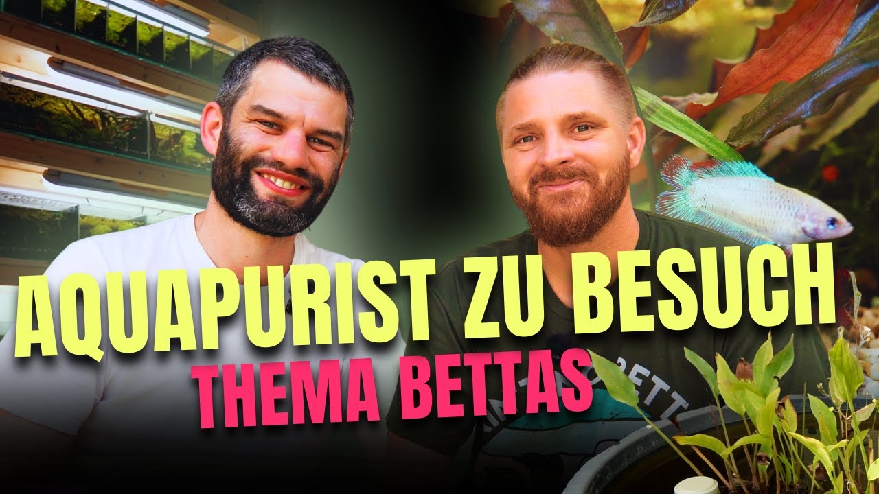 Bettas züchten – Ästhetik oder umstrittene Praxis? Zu Besuch bei Dominik