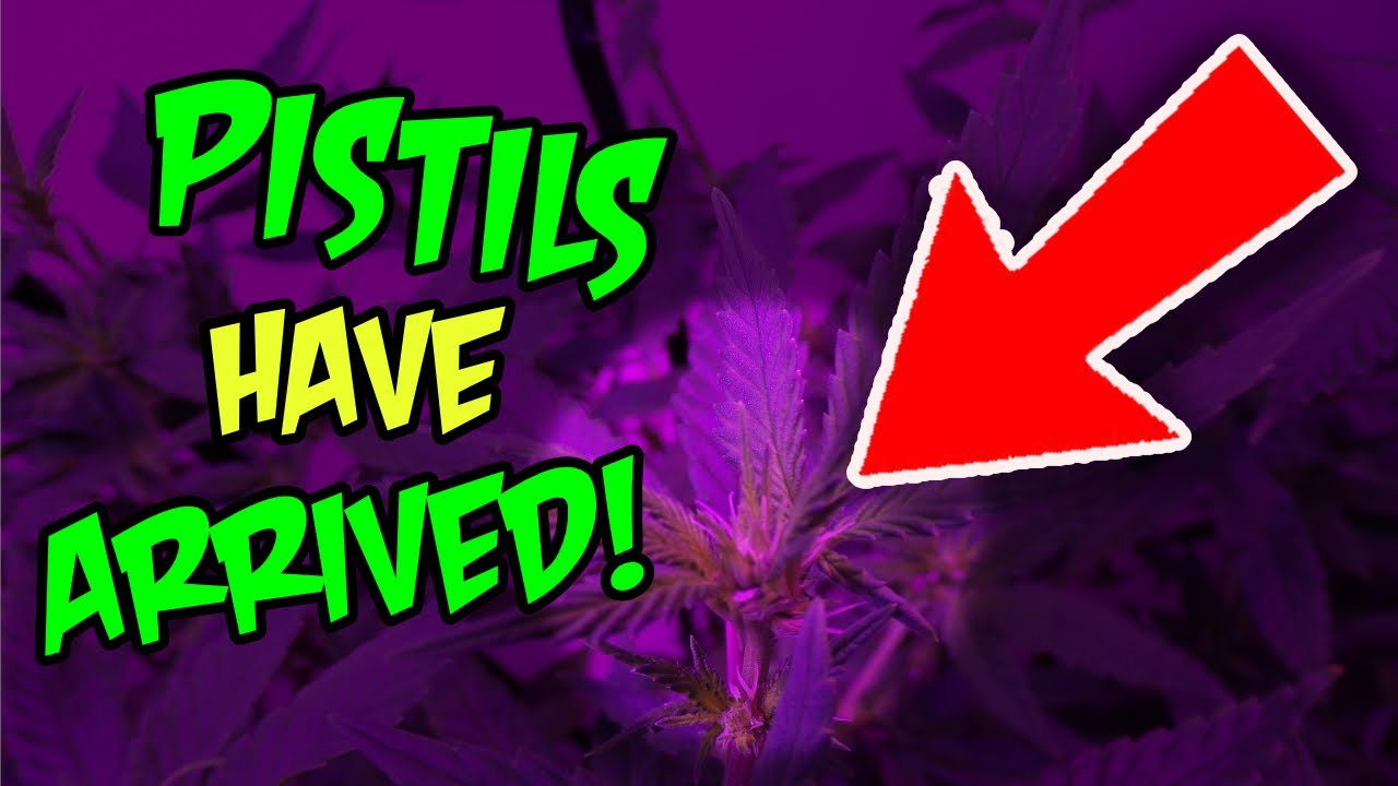 Pistils Have Arrived! Week 2 of Flower + Veg