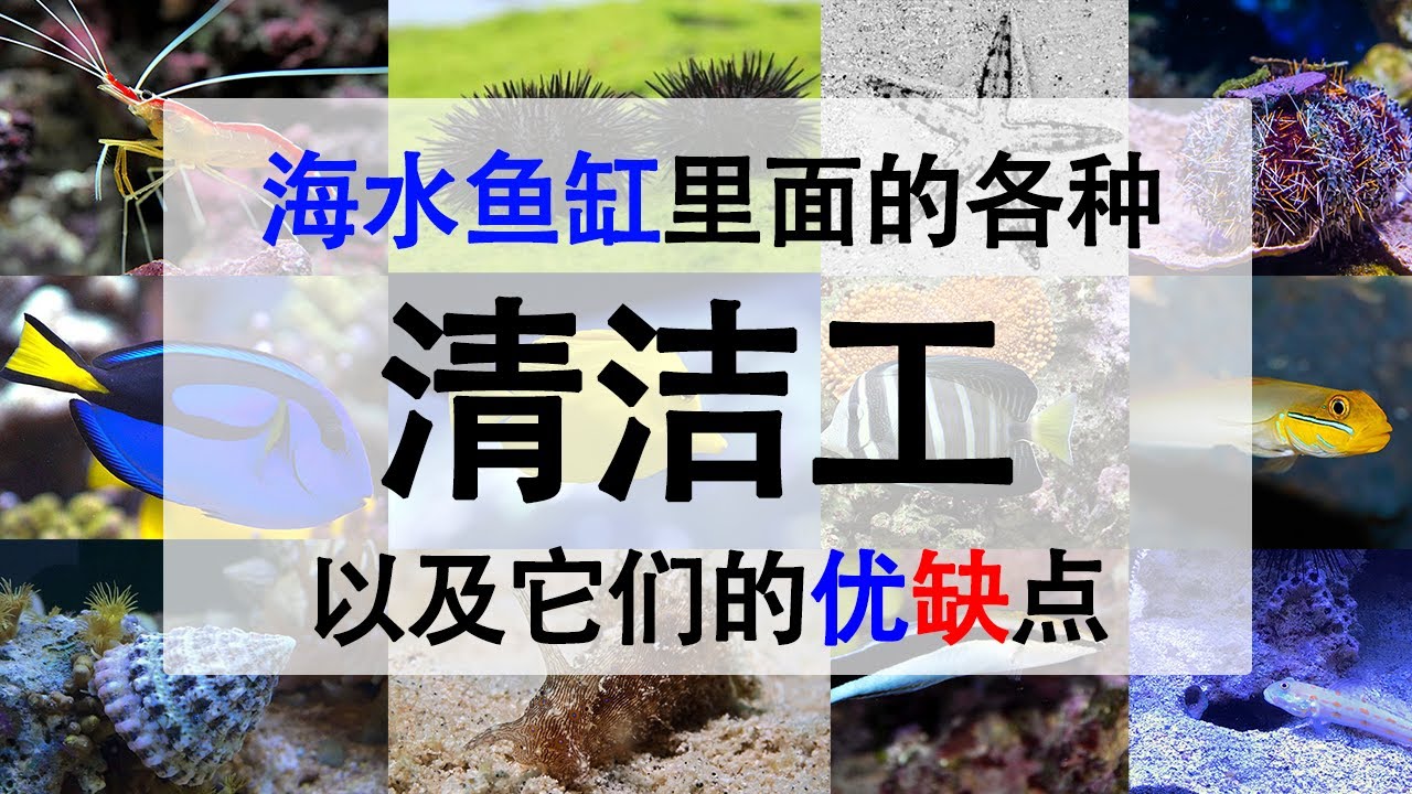 海水鱼缸里的各种清洁工    |  【小马说水族】
