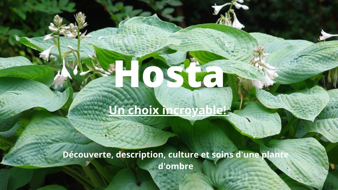 Les Hostas