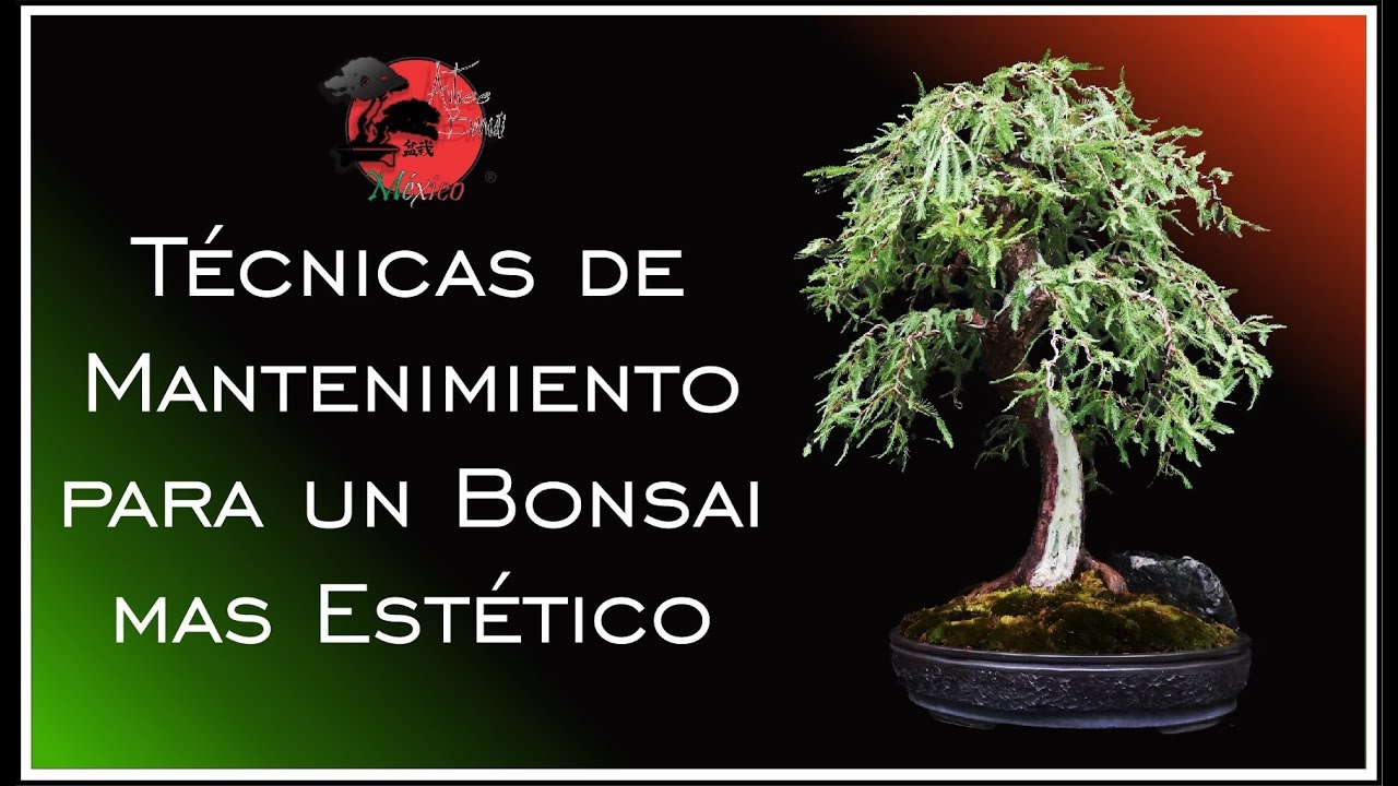 🌳DISEÑO de BONSAI AHUEHUETE LLORÓN!!