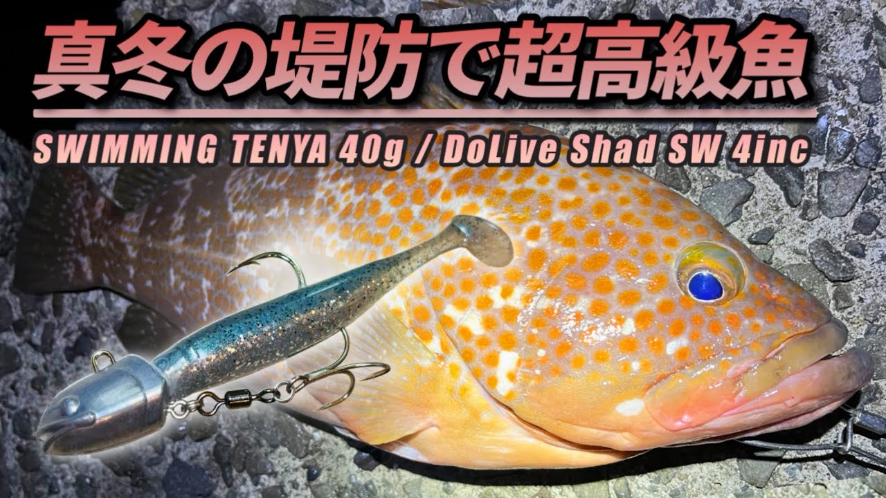 【アコウ釣り】水温上昇？真冬でも良型のキジハタが釣れてしまう【キジハタ釣り】