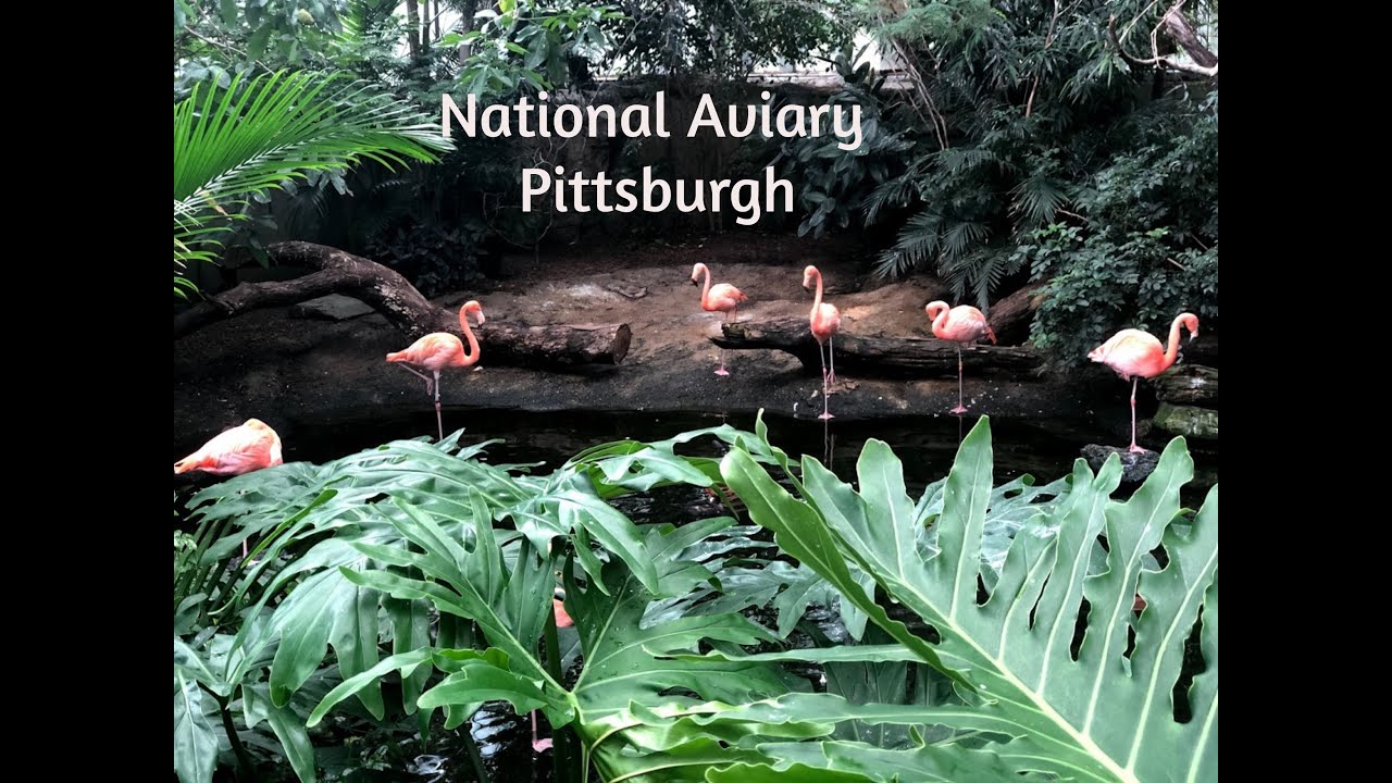 To know about National Aviary | Sloth's Strange Walk | Penguin | Birds | Attractions in Pittsburgh