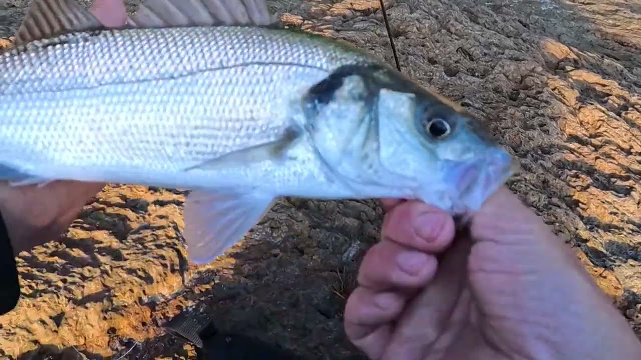 Pesca espining 
