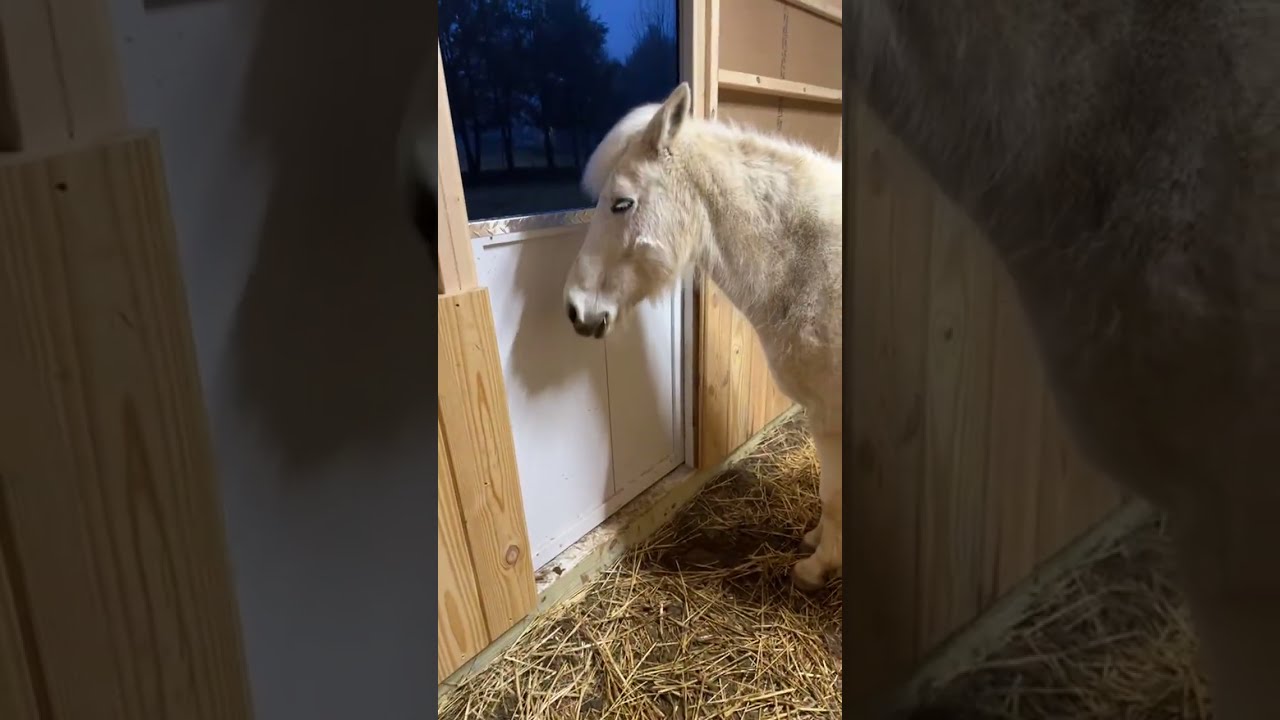 Custom Horse Stall Cabinet… Moment of Truth